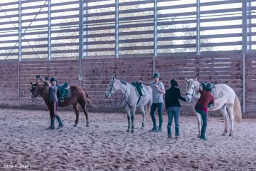 scholae équitation